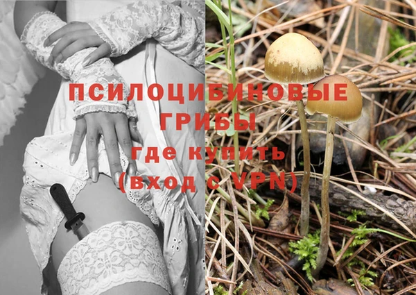шишки Заволжск